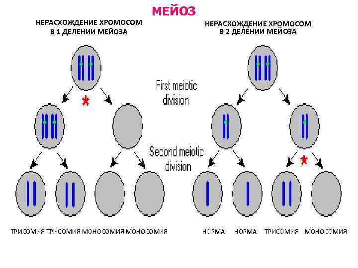 Каким номером на схеме обозначено мейотическое. Нерасхождение хромосом в первом мейозе. Нерасхождение хромосом в 1 и 2 делении мейоза. Нерасхождение хромосом в мейозе 2 схема. Нерасхождение половых хромосом в анафазе 1.