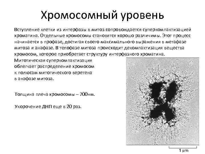 Хромосомный уровень Вступление клетки из интерфазы в митоз сопровождается суперкомпактизацией хроматина. Отдельные хромосомы становятся