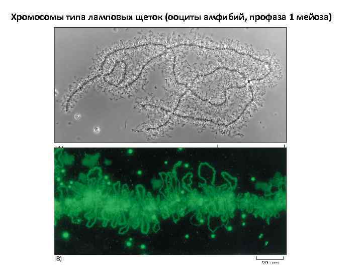Хромосомы типа ламповых щеток (ооциты амфибий, профаза 1 мейоза) 