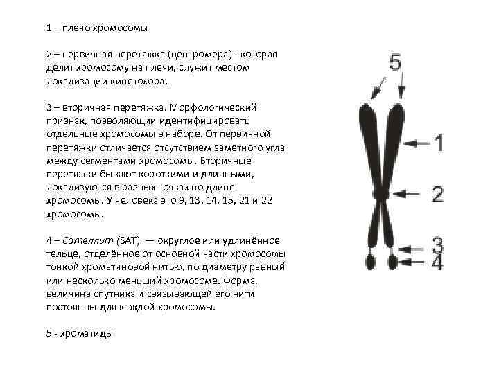 Короткое плечо у человека. Строение хромосомы короткое плечо. Короткое и длинное плечо хромосомы. Плечи хромосом. Обозначение короткого плеча хромосомы.