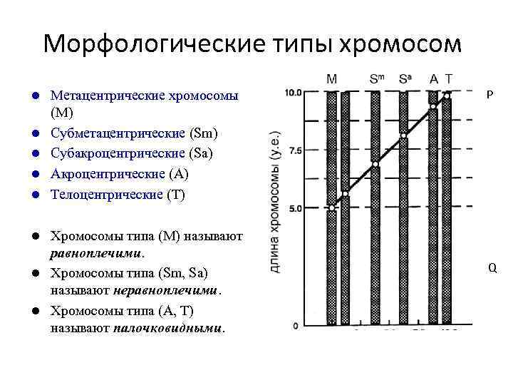 Морфологические типы хромосом l l l Метацентрические хромосомы (М) Субметацентрические (Sm) Субакроцентрические (Sа) Акроцентрические