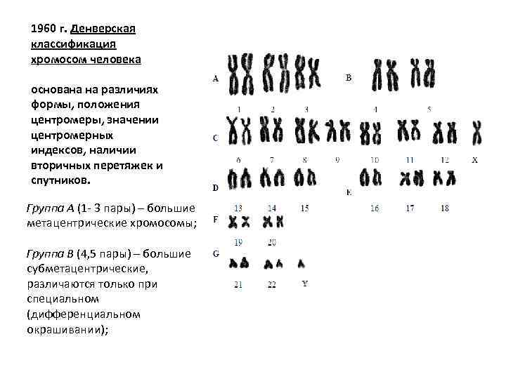 1960 г. Денверская классификация хромосом человека основана на различиях формы, положения центромеры, значении центромерных