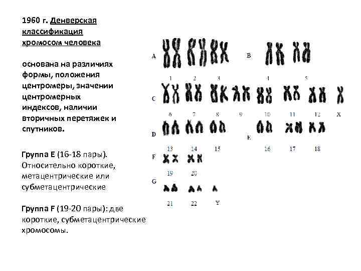 1960 г. Денверская классификация хромосом человека основана на различиях формы, положения центромеры, значении центромерных