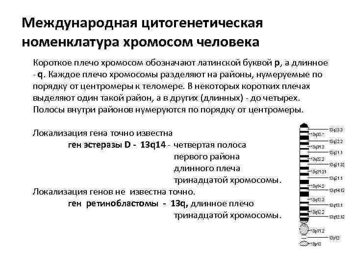 Международная цитогенетическая номенклатура хромосом человека Короткое плечо хромосом обозначают латинской буквой p, а длинное