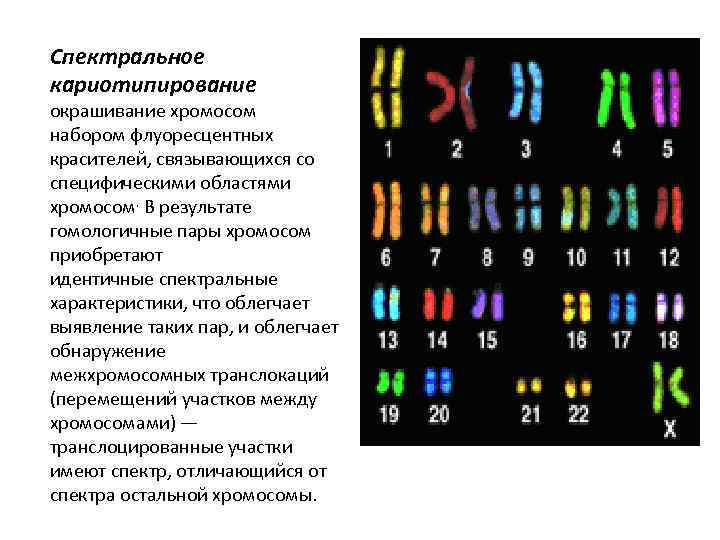 Изменение окраски хромосом. Цитогенетический метод окрашивание хромосом. Спектроскопический анализ хромосом. Кариотипирование хромосом человека. Методики окраски хромосом.