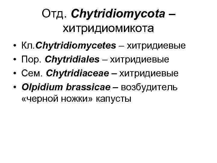 Отд. Chytridiomycota – хитридиомикота • • Кл. Chytridiomycetes – хитридиевые Пор. Chytridiales – хитридиевые