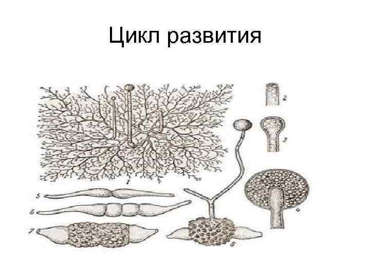 Цикл развития 