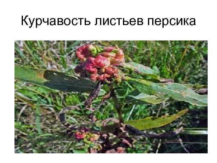 Курчавость листьев персика 