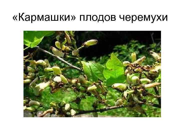  «Кармашки» плодов черемухи 