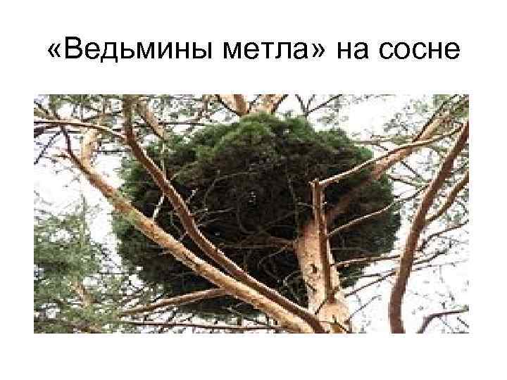  «Ведьмины метла» на сосне 