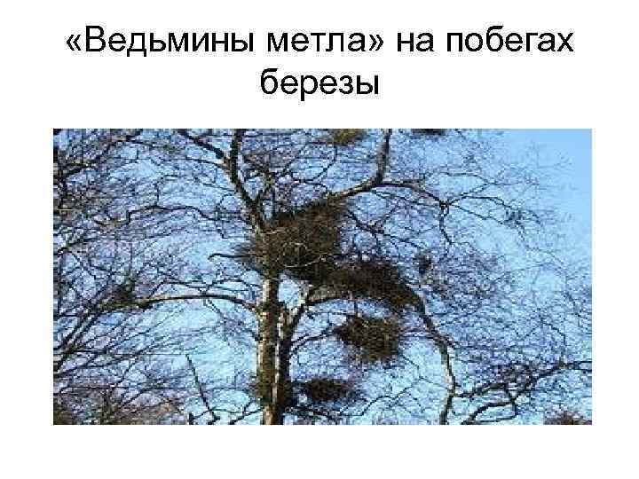  «Ведьмины метла» на побегах березы 