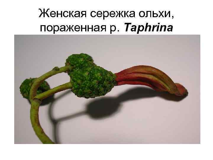 Женская сережка ольхи, пораженная р. Taphrina 