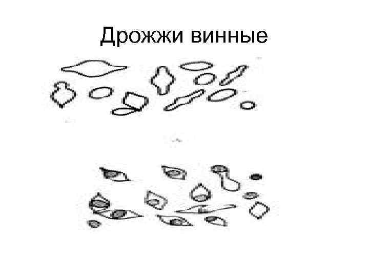 Дрожжи винные 