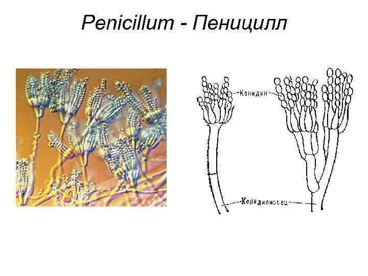 Рисунок пеницилла с подписями