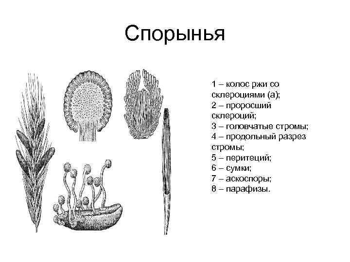 Спорынья 1 – колос ржи со склероциями (а); 2 – проросший склероций; 3 –
