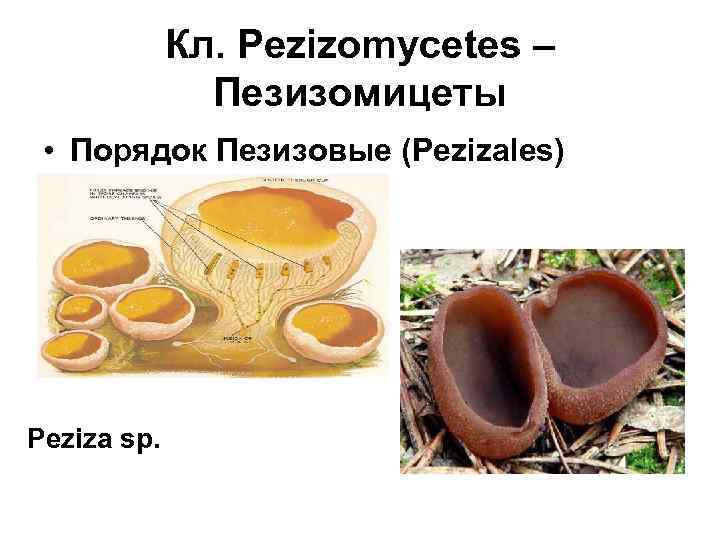 Кл. Pezizomycetes – Пезизомицеты • Порядок Пезизовые (Pezizales) Peziza sp. 