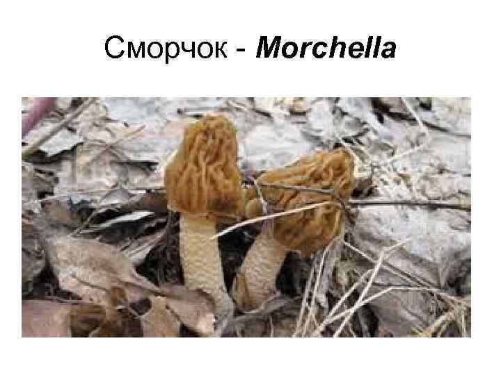 Сморчок - Morchella 