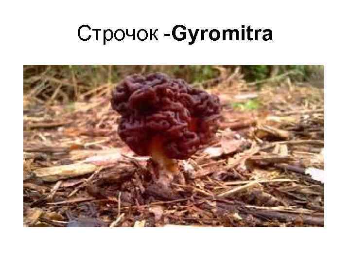 Строчок -Gyromitra 