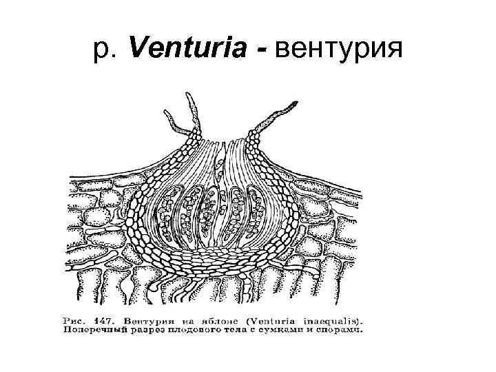 р. Venturia - вентурия 