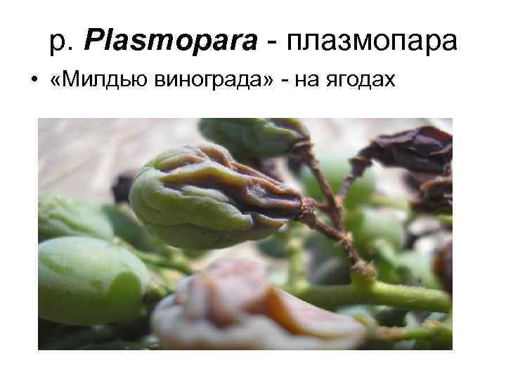 р. Plasmopara - плазмопара • «Милдью винограда» - на ягодах 