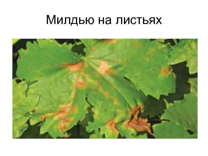 Милдью на листьях 