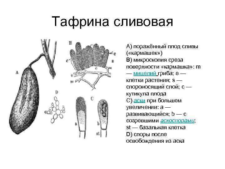 Цикл развития аскомицетов рисунок