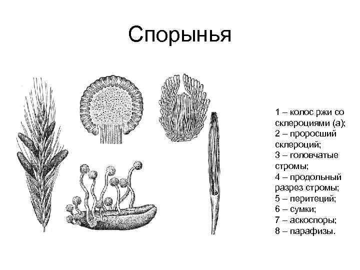 Паразитический гриб спорынья изображена на рисунке под номером