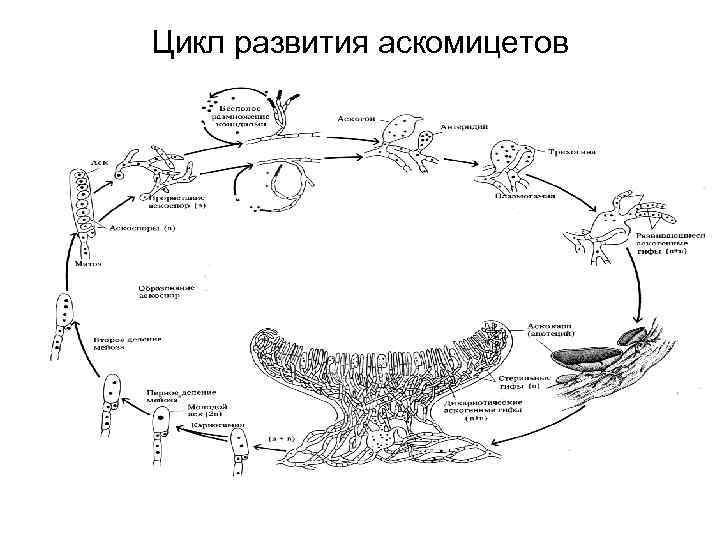 Жизненный цикл трутовика схема