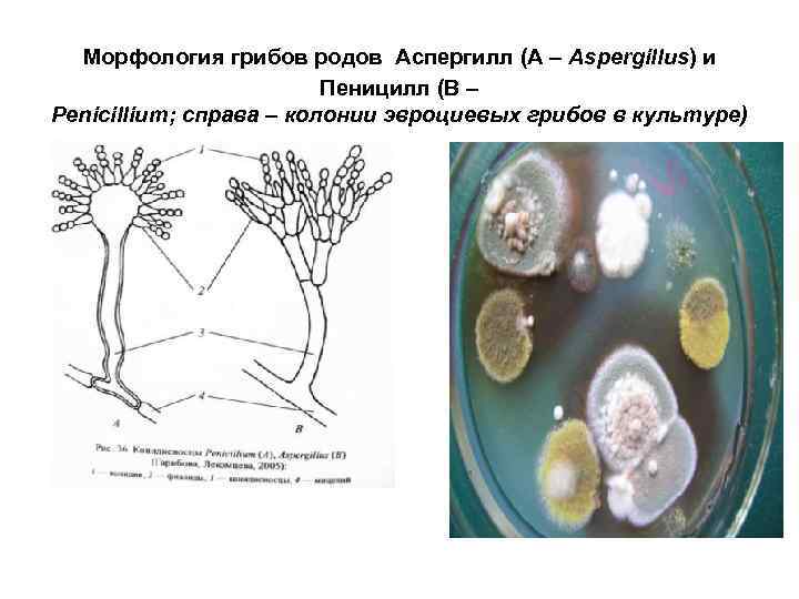 Пеницилл гриб описание