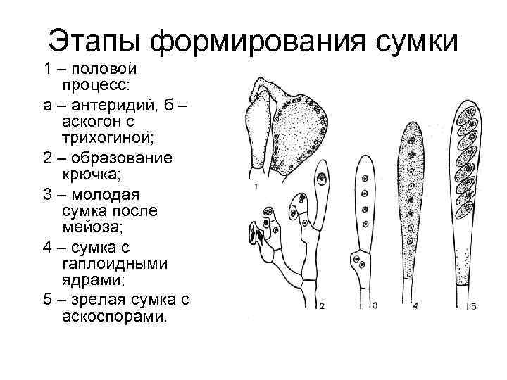 Цикл развития аскомицетов рисунок