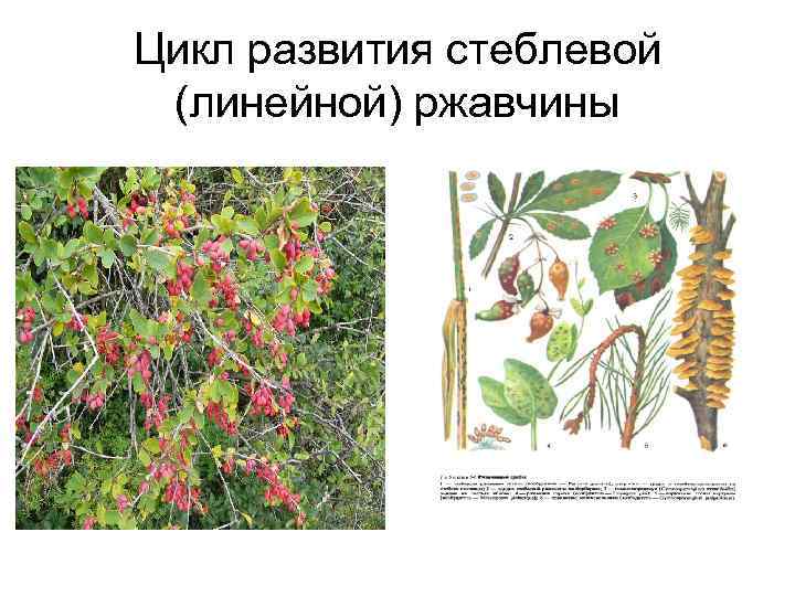 Цикл развития стеблевой (линейной) ржавчины 