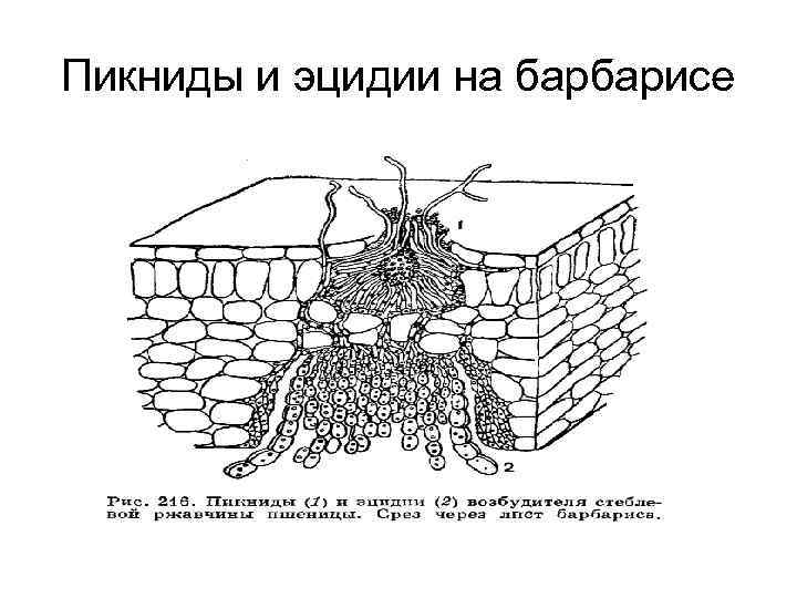 Пикниды и эцидии на барбарисе 