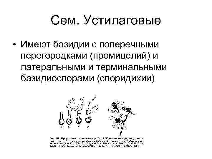 Сем. Устилаговые • Имеют базидии с поперечными перегородками (промицелий) и латеральными и терминальными базидиоспорами