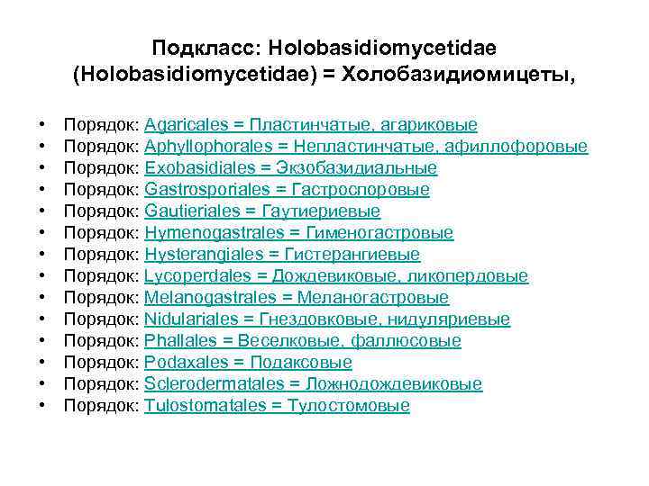 Подкласс: Holobasidiomycetidae (Holobasidiomycetidae) = Холобазидиомицеты, • • • • Порядок: Agaricales = Пластинчатые, агариковые