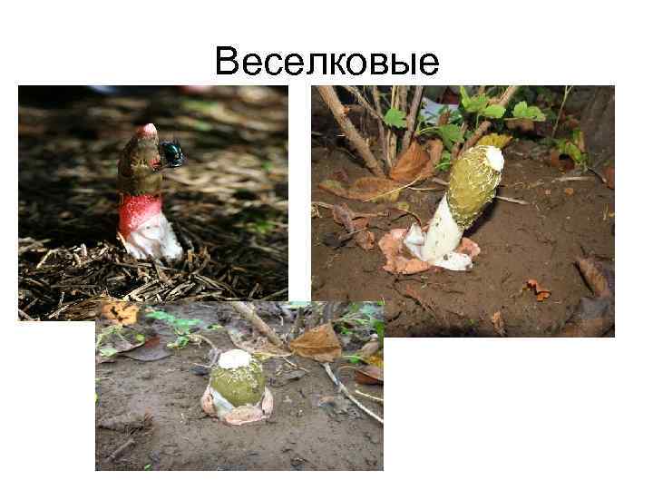 Веселковые 