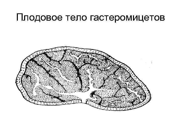 Плодовое тело гастеромицетов 