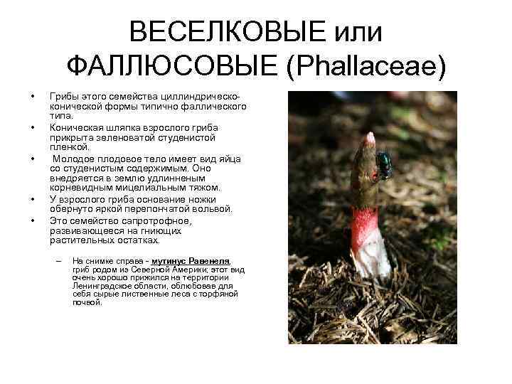 ВЕСЕЛКОВЫЕ или ФАЛЛЮСОВЫЕ (Phallaceae) • • • Грибы этого семейства циллиндрическоконической формы типично фаллического