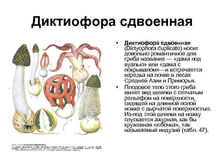 Диктиофора сдвоенная • • Диктиофора сдвоенная (Dictyophora duplicate) носит довольно романтичное для гриба название