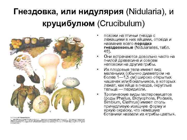 Гнездовка, или нидулярия (Nidularia), и круцибулюм (Crucibulum) • • похожи на птичьи гнезда с