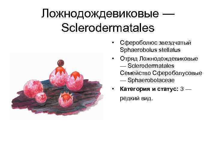 Ложнодождевиковые — Sclerodermatales • Cфероболюс звездчатый Sphaerobolus stellatus • Отряд Ложнодождевиковые — Sclerodermatales Семейство