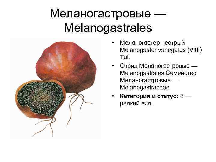 Меланогастровые — Melanogastrales • Меланогастер пестрый Melanogaster variegatus (Vitt. ) Tul. • Отряд Меланогастровые