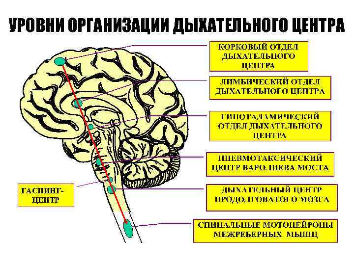 УРОВНИ ОРГАНИЗАЦИИ ДЫХАТЕЛЬНОГО ЦЕНТРА ГАСПИНГЦЕНТР 