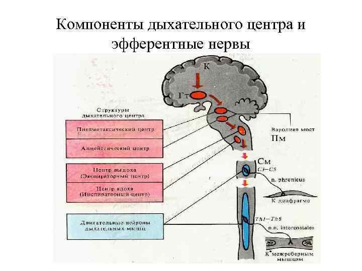 Компоненты дыхательного центра и эфферентные нервы 