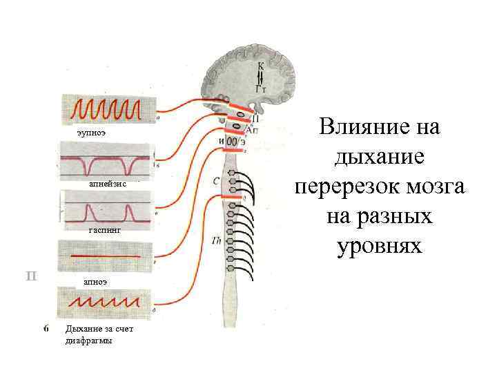 эупноэ апнейзис гаспинг П апноэ Дыхание за счет диафрагмы Влияние на дыхание перерезок мозга