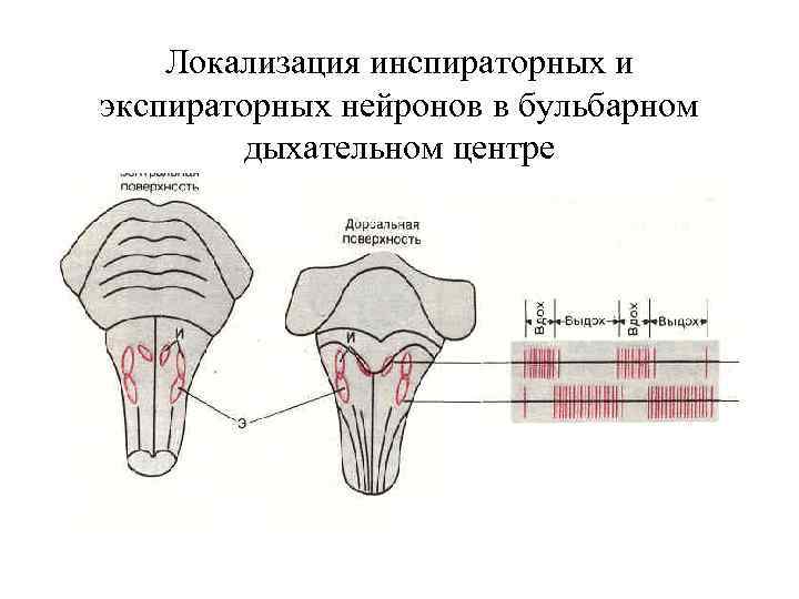 Локализация инспираторных и экспираторных нейронов в бульбарном дыхательном центре 