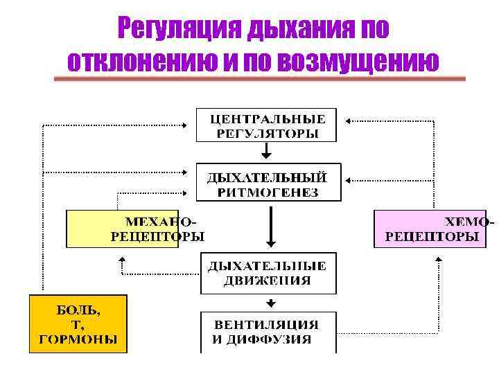 Регуляция дыхания по отклонению и по возмущению 