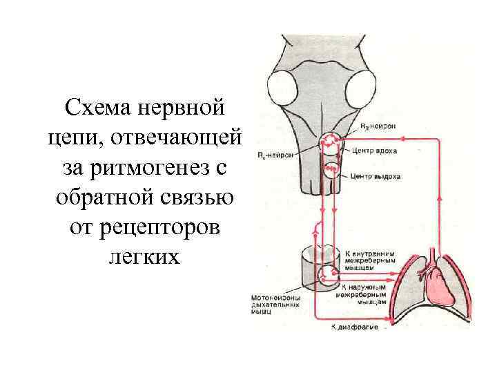 Схема нервной цепи, отвечающей за ритмогенез с обратной связью от рецепторов легких 