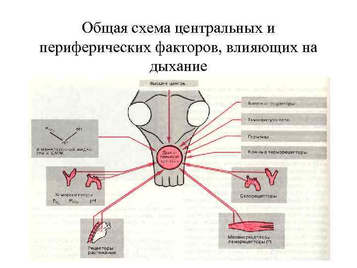 Общая схема центральных и периферических факторов, влияющих на дыхание 