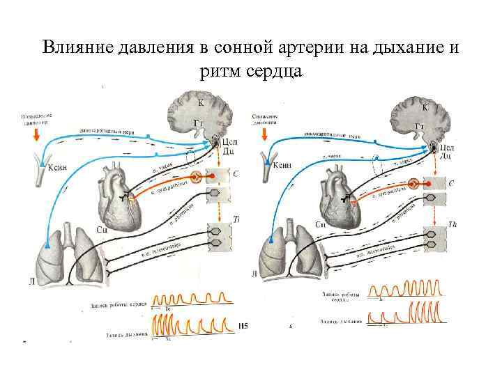 Влияние давления в сонной артерии на дыхание и ритм сердца 