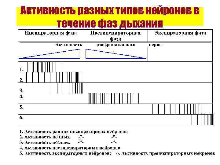 Активность разных типов нейронов в течение фаз дыхания 